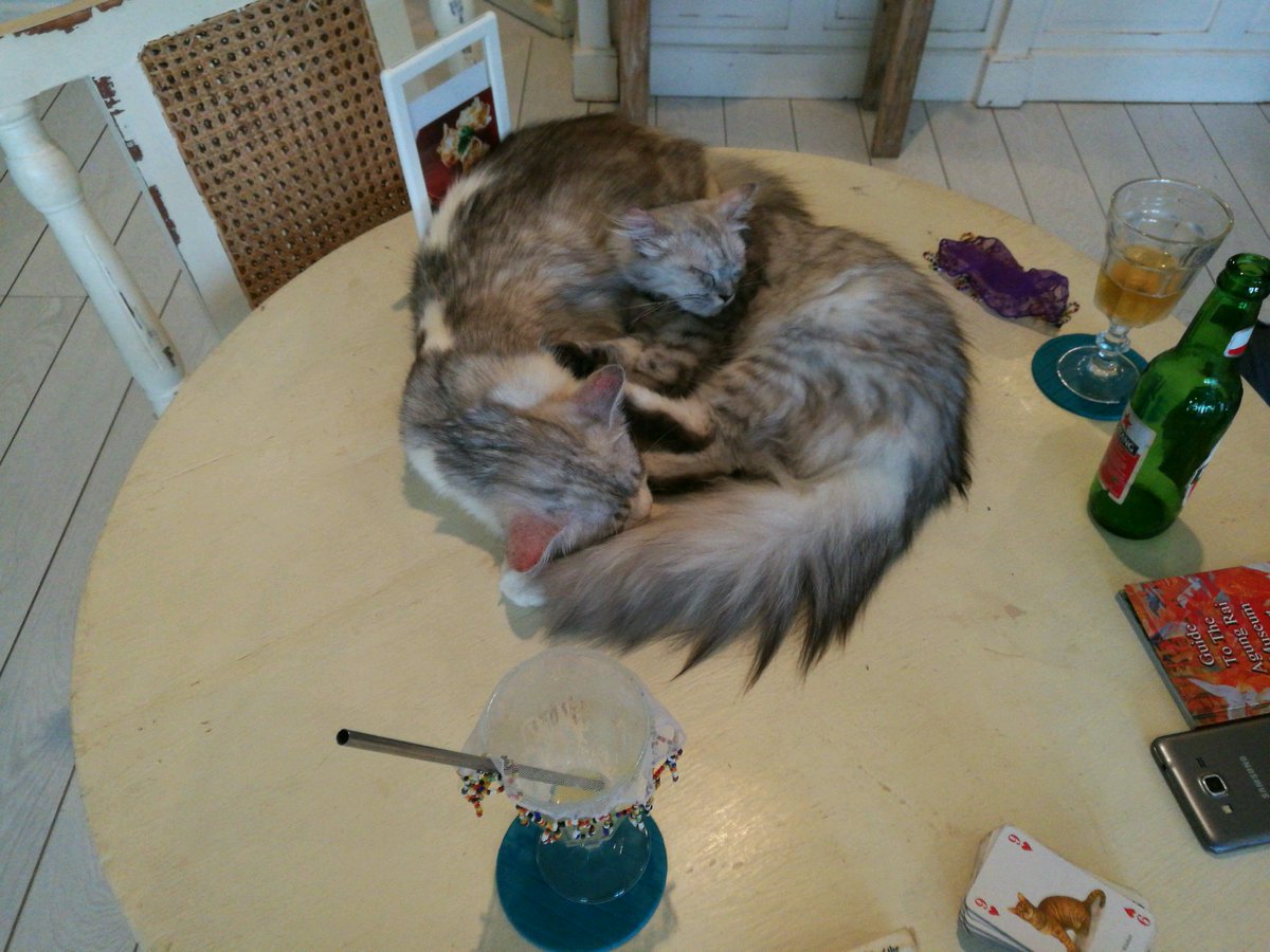 SVOBODA_PRO's tweet photo. Great place for age regression and regeneration))) (@ Cat Cafe Ubud) https://t.co/eJXL8ThEFS https://t.co/zipu9qLAIY