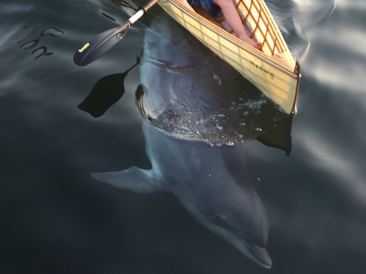 Was für ein tolles Erlebnis. Delfin spielt mit Schwimmern vor der Holtenauer Schleuse in #Kiel. Wow.