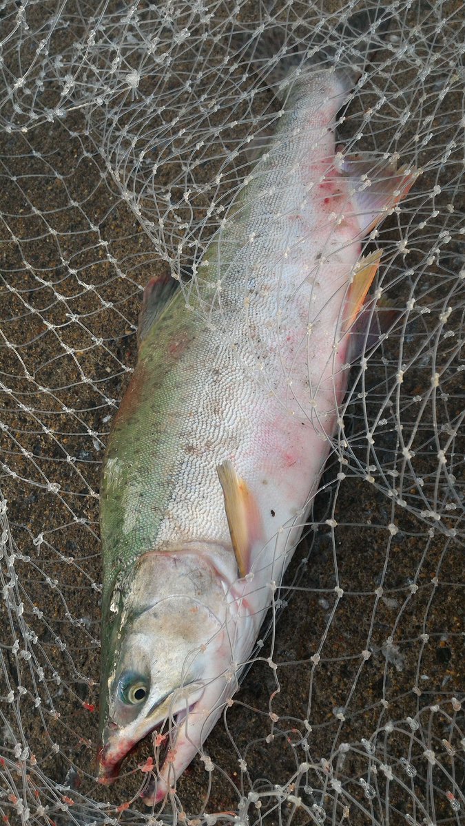 Fishingmasterbxb Yuta Hokkaidou Twitter Fishingmasterbxb Yuta Hokkaidou Twitter