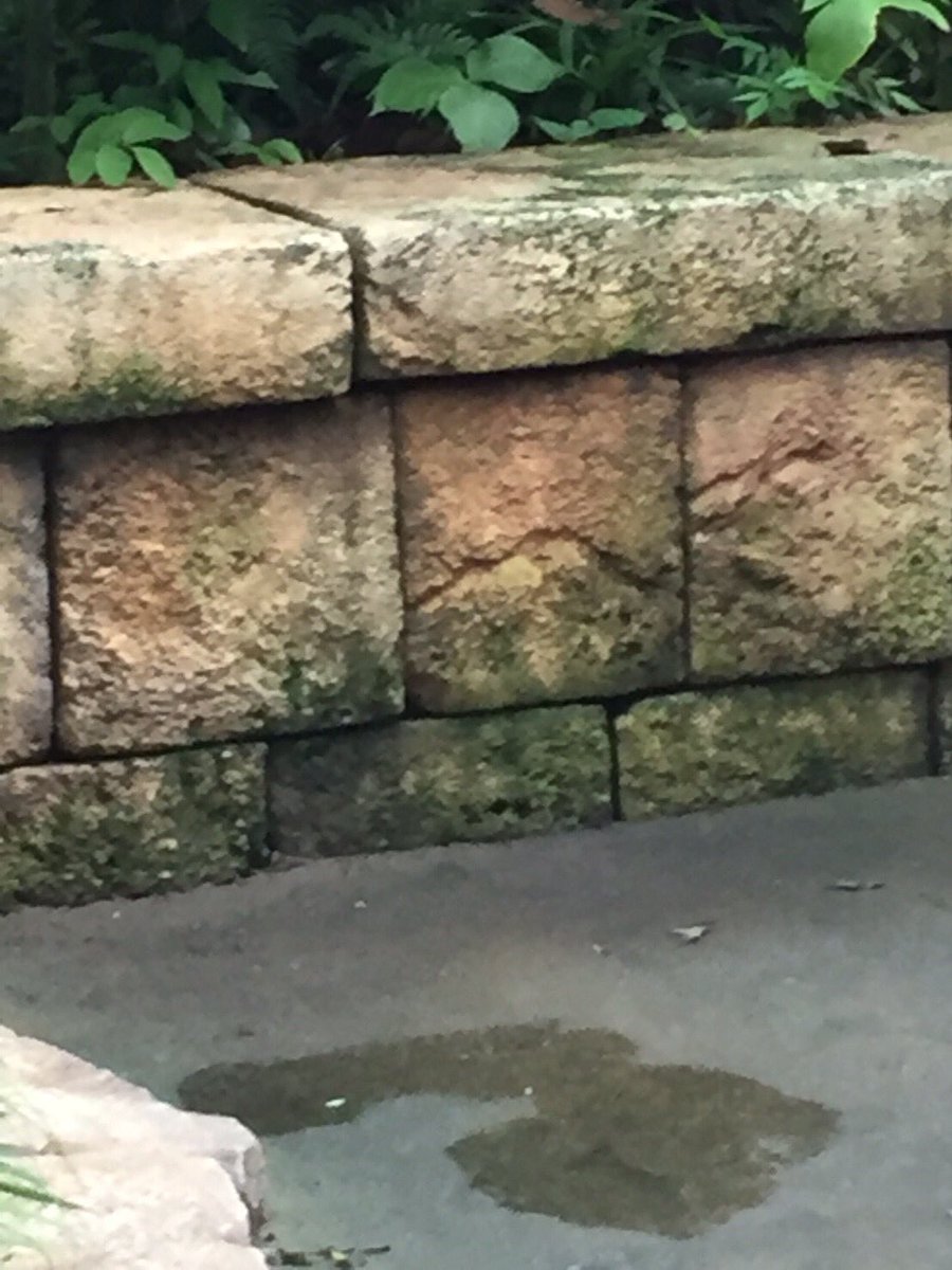 隠れミッキーjapan Hidemickeyjapan Twitter 隠れミッキーjapan Hidemickeyjapan Twitter