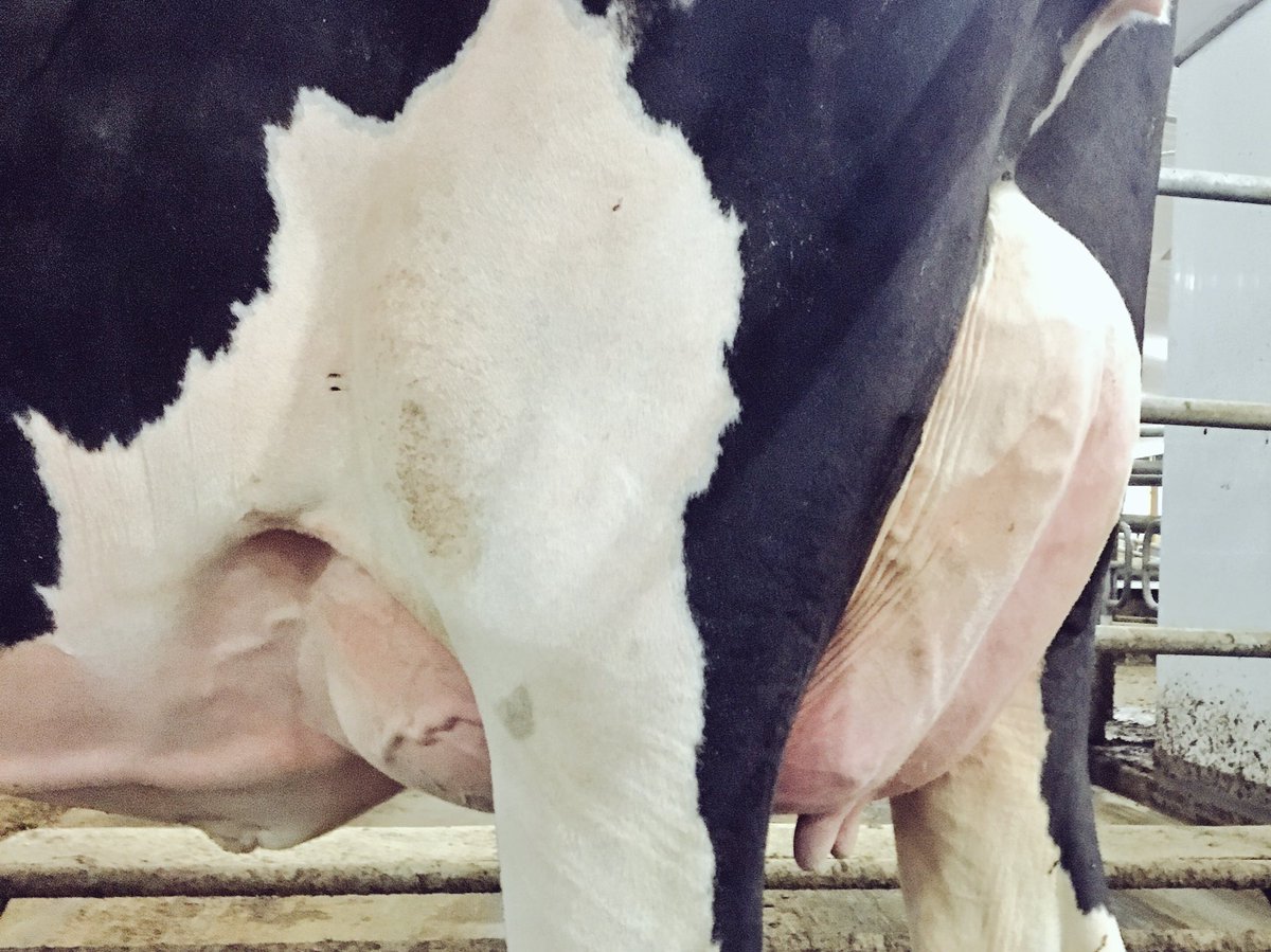 A_denHaan's tweet photo. Never to early for a little Bambino, Glen Islay Bombero Bambino #Bombero #Semex https://t.co/PtcDmSLuvt