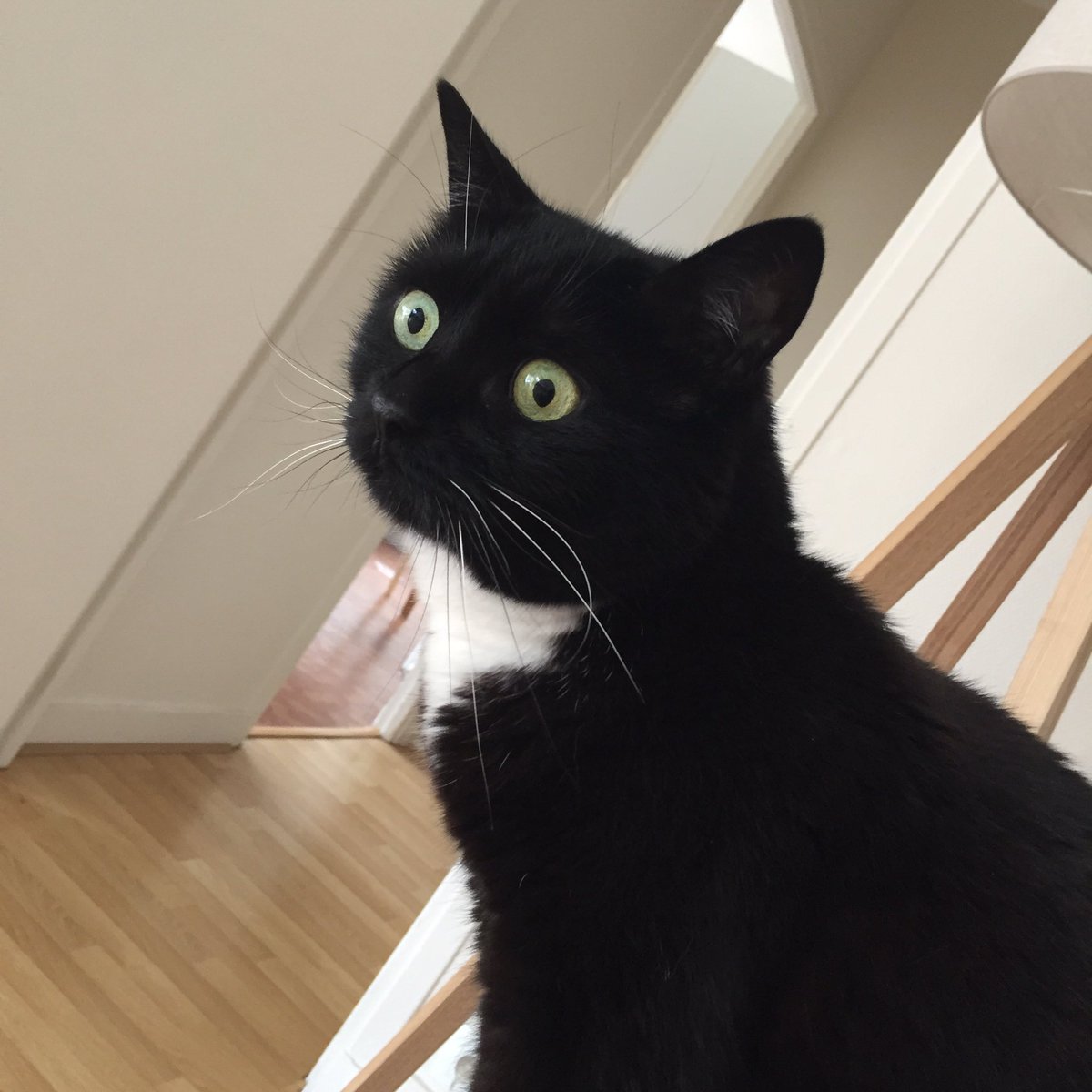 sandrineL78's tweet photo. Hello <3 Princess #cancoon the #cat wishes you a #happy #nice #sunday !!#happyday #bonnejournée with #love #smile https://t.co/bOjGeHTFVm