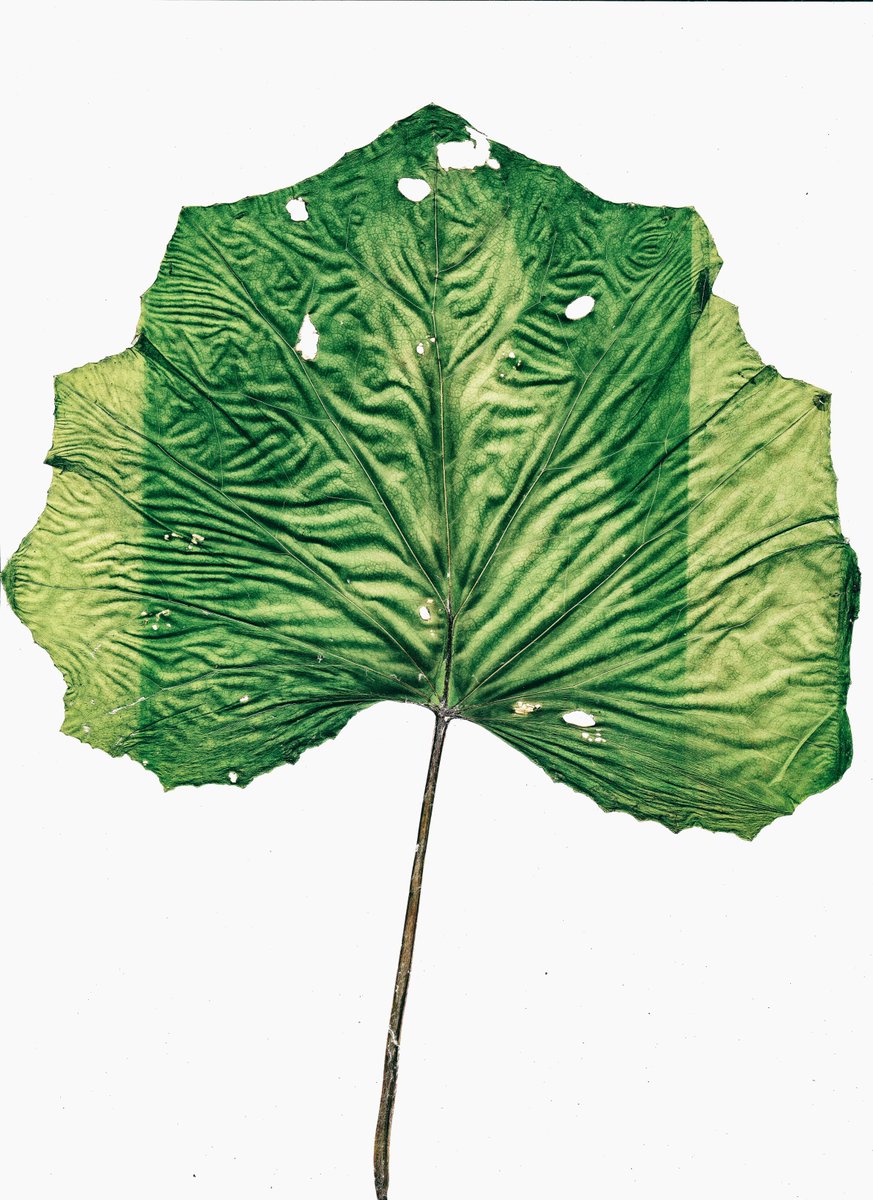 TimoRemes's tweet image. 1st experiments with chlorophyll prints - more exposure time is needed (and transparency should be positive)