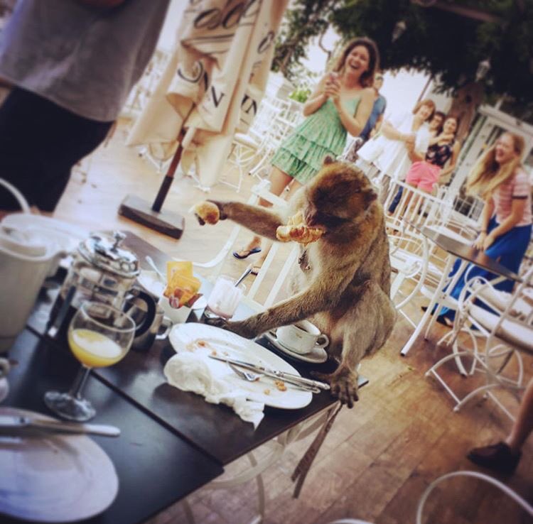 GibraltarPics's tweet photo. It's fine......
Didn't want the croissant anyway.

@RockHotelGib #Gibraltar https://t.co/ijgobHOvsO