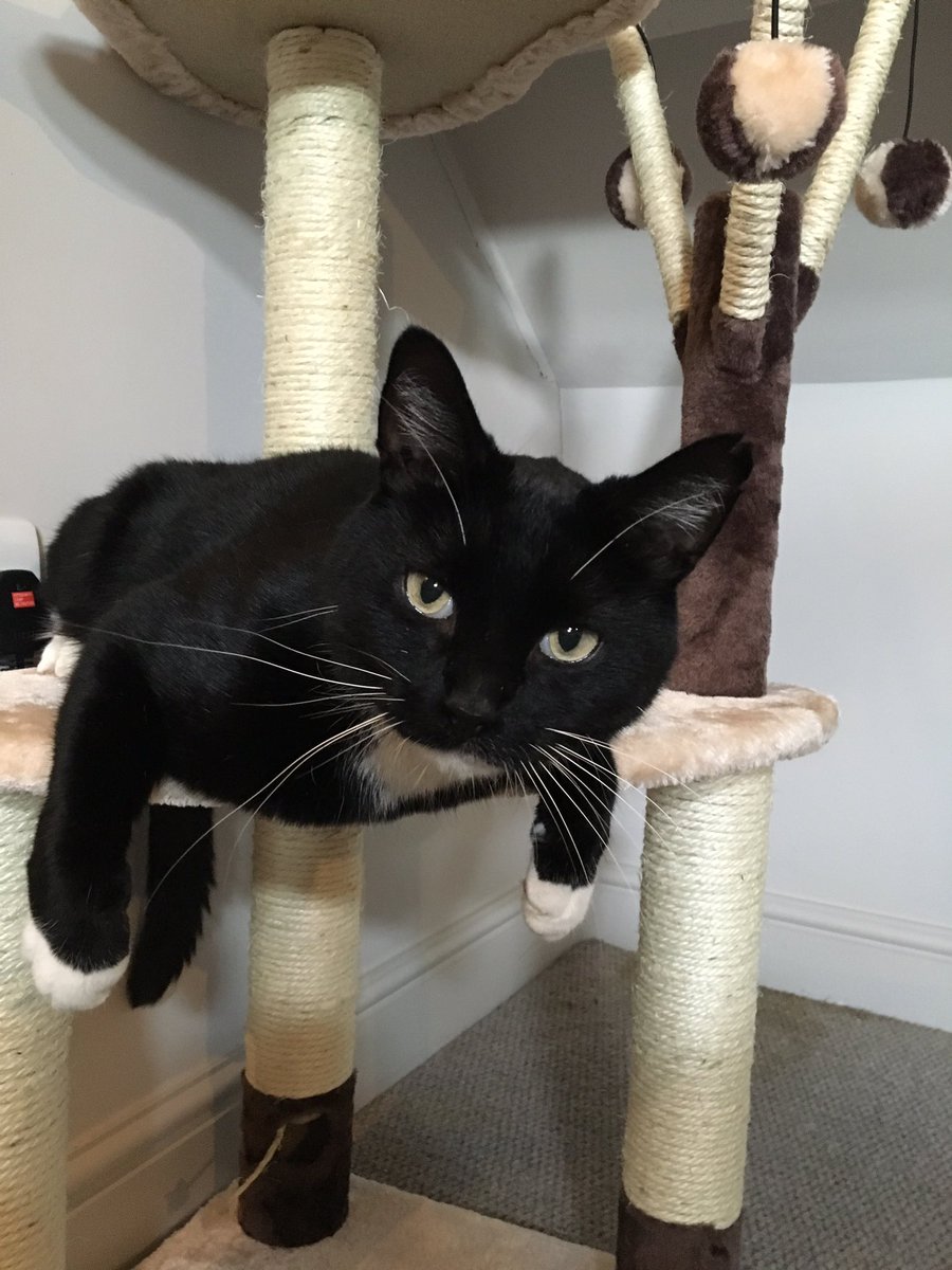Mally The Ex Pub Cat tweet media