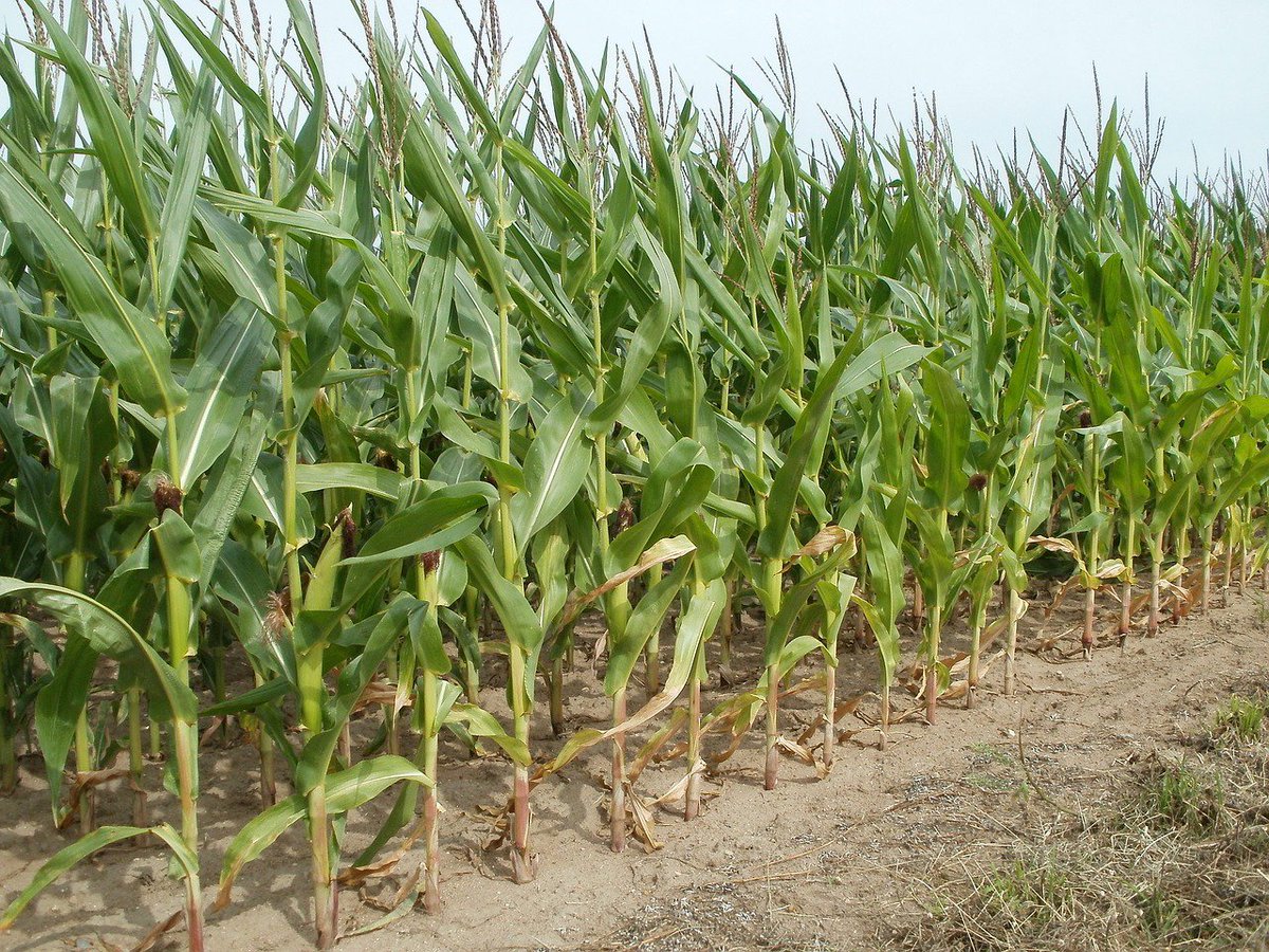 NaturePortfolio's tweet photo. Over 90,000 farming households in China increased wheat &amp; maize yields due to a new approach https://t.co/acQddk2zOJ https://t.co/KuKuXabFTA