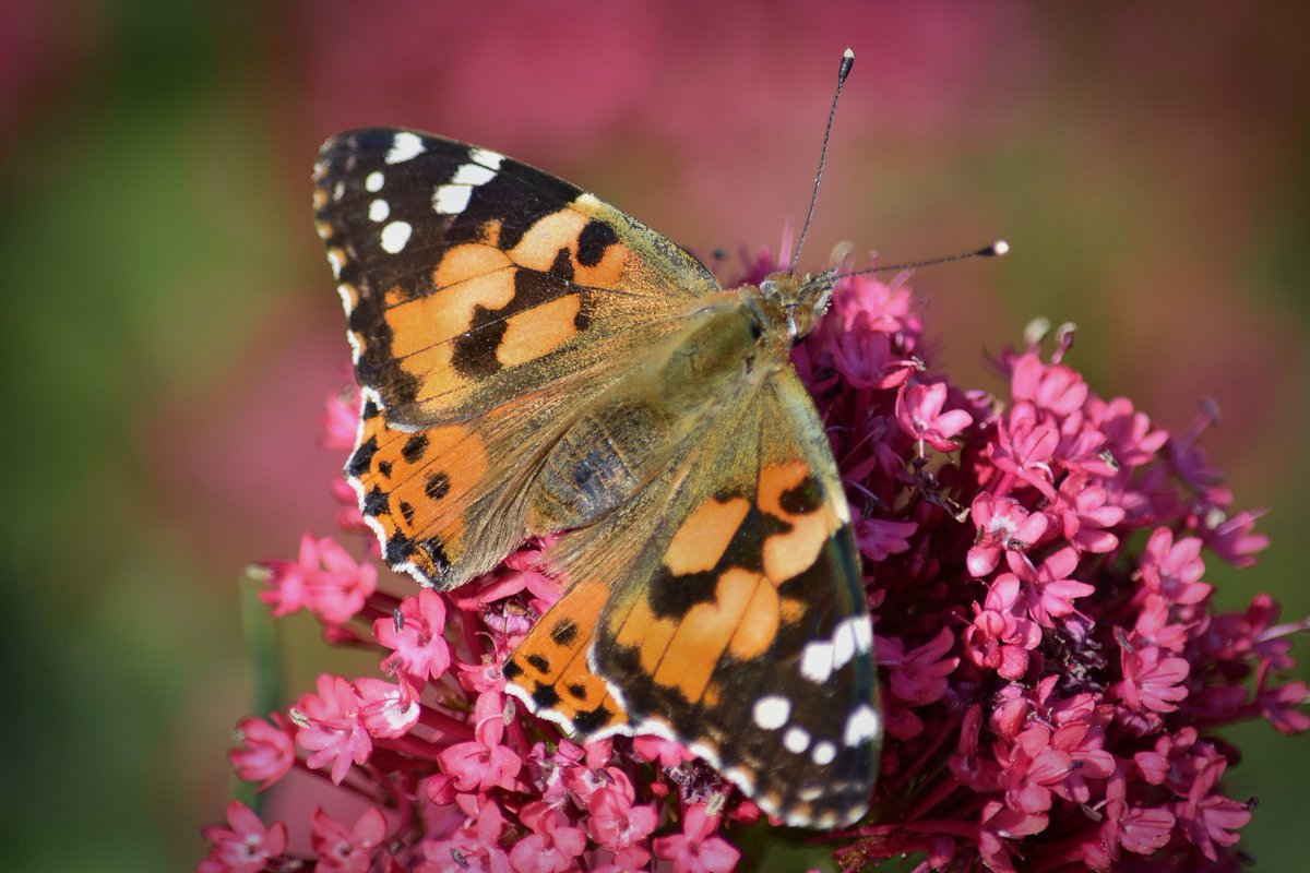Panacea_para's tweet photo. #Painted #Lady #Butterfly on #Valerian #Ventnor #IsleofWight #Nature #sunshine #naturalist #nectar #pollinators https://t.co/siW54BNQrb