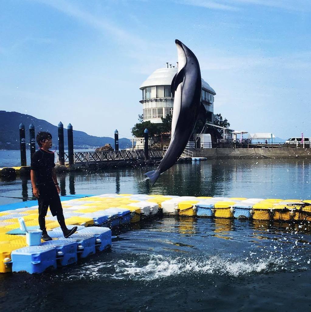 イルカ可愛すぎ Twitter Search Twitter