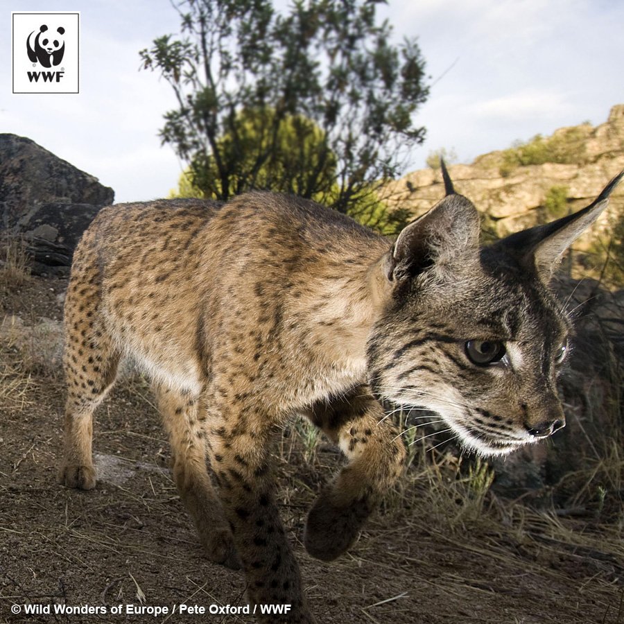 WWF's tweet photo. The forests where the last 400 Iberian lynx live are some of Europe's most biodiverse ecosystems #RarestCat https://t.co/hBc8dj5pSH