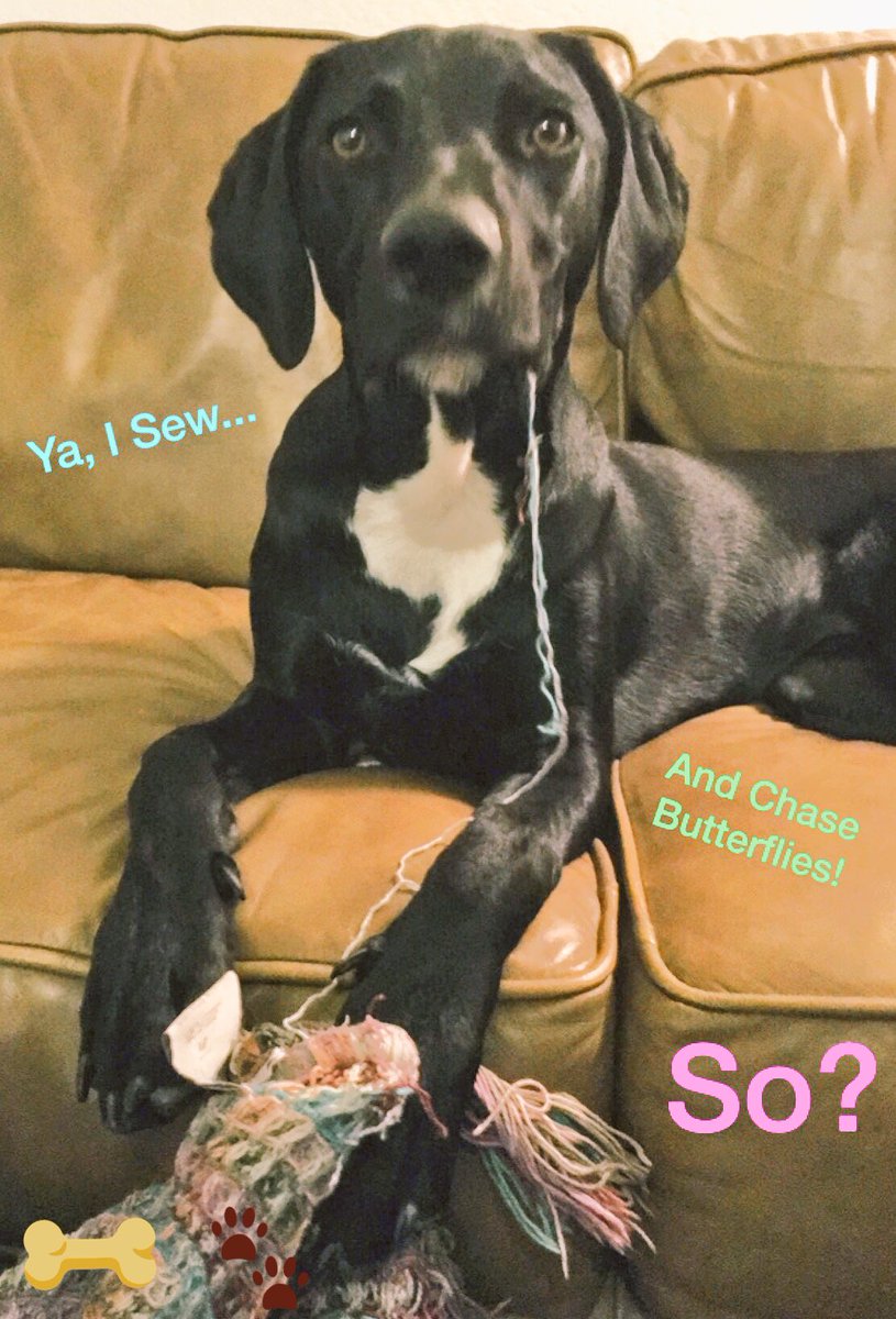 TheDoshaDogsDig's tweet photo. Dosha of The Day: #PipPipHoundDog 
Why do we dig? Rescuing this sweet boy...worth every struggle he has brought us! https://t.co/VadUcm13Kk