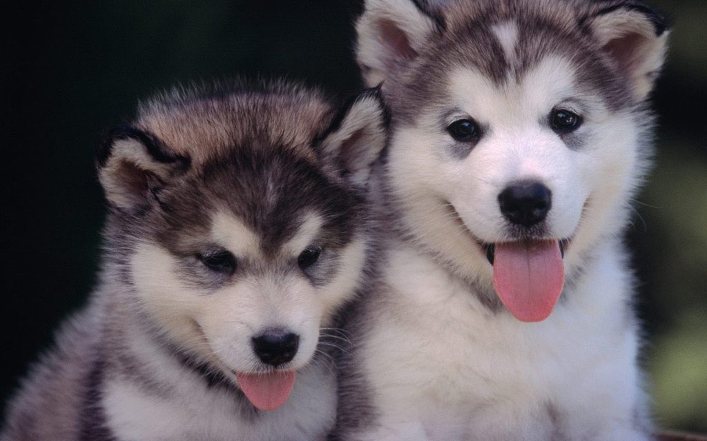 シベリアンハスキー仔犬かわいい