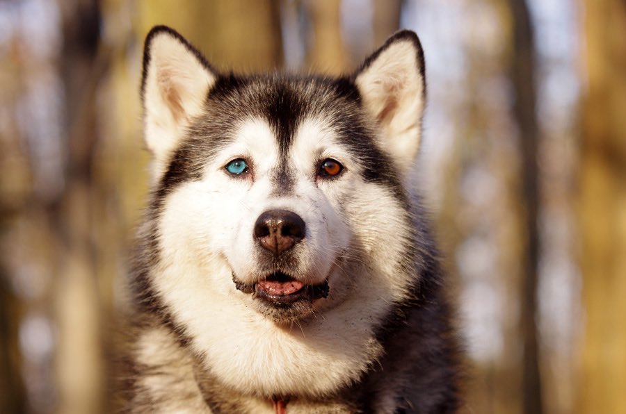 √100以上 ハスキー 犬 オッドアイ 103790犬 オッドアイ ハスキー