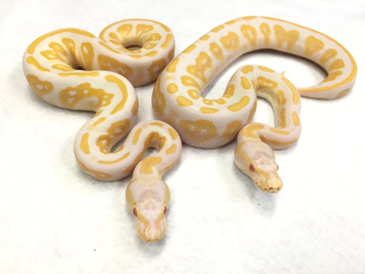 O Xrhsths こう Sto Twitter 綺麗なボールパイソンは好きですか ブラックパステルアルビノ ボールパイソン Wing21 O Xrhsths こう Sto Twitter 綺麗なボールパイソンは好きですか ブラックパステルアルビノ ボールパイソン Wing21