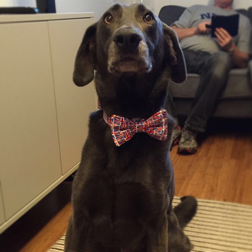LauraMiaFinlay's tweet photo. Meet my wonderful smart dog Lincoln #Weimaraner #dog #dogsoftwitter #bowtie #germanshepherd #mixedbread #love #pup X https://t.co/77A4jO2qnL