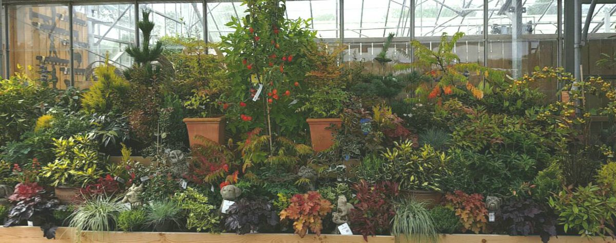 coppicelife's tweet photo. Our new #autumnal #display of #evergreen and #decidious #plants including #crabappletrees and #acers! πππ https://t.co/RQdPYGvKFZ