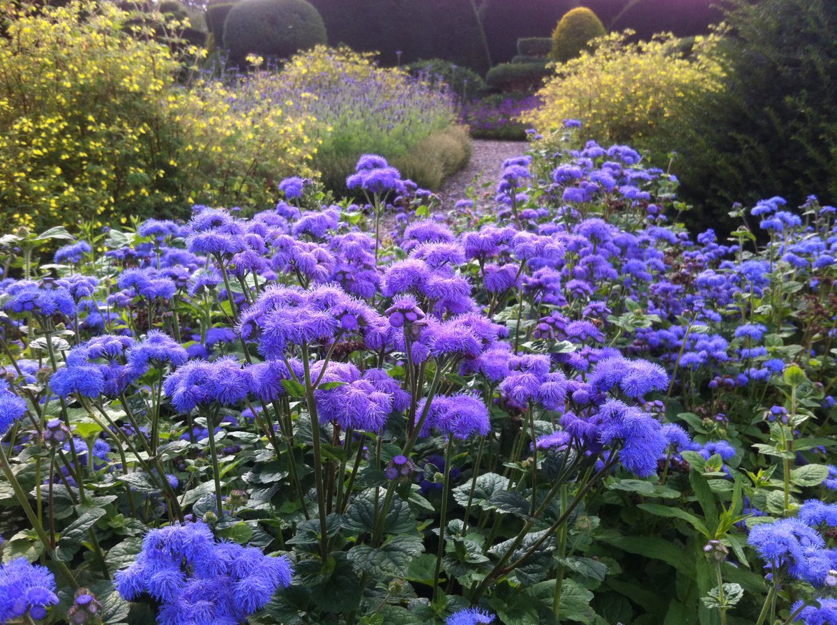 leafylytham's tweet photo. Getting inspiration at Levens Hall Gardens today. 300 year old topiary, beautiful herbaceous borders &amp; lovely café! https://t.co/Tyqafs8MpG