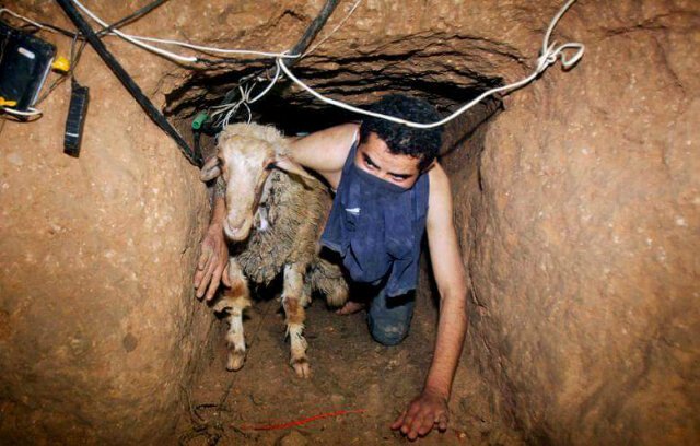 PangeranBarat01's tweet photo. Doakan saudara2 kita di Palestina yang harus membawa hewan qurban melewati bawah tanah karena blokade Yahudi *pray* https://t.co/zuuGmX6d1c