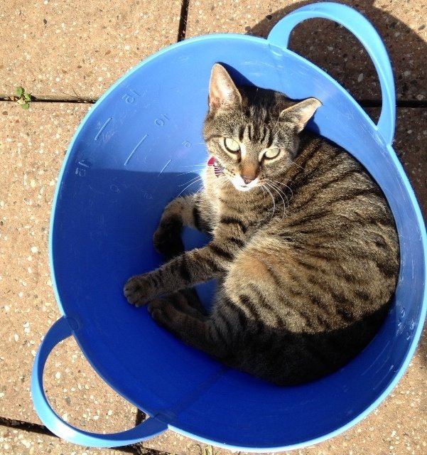 EmmytheCat's tweet photo. @catgirl321 TY. We are devastated at losing our beloved Wee Sharon. She was the most loving, playful and sweet girl. https://t.co/VuZxeRfzfc