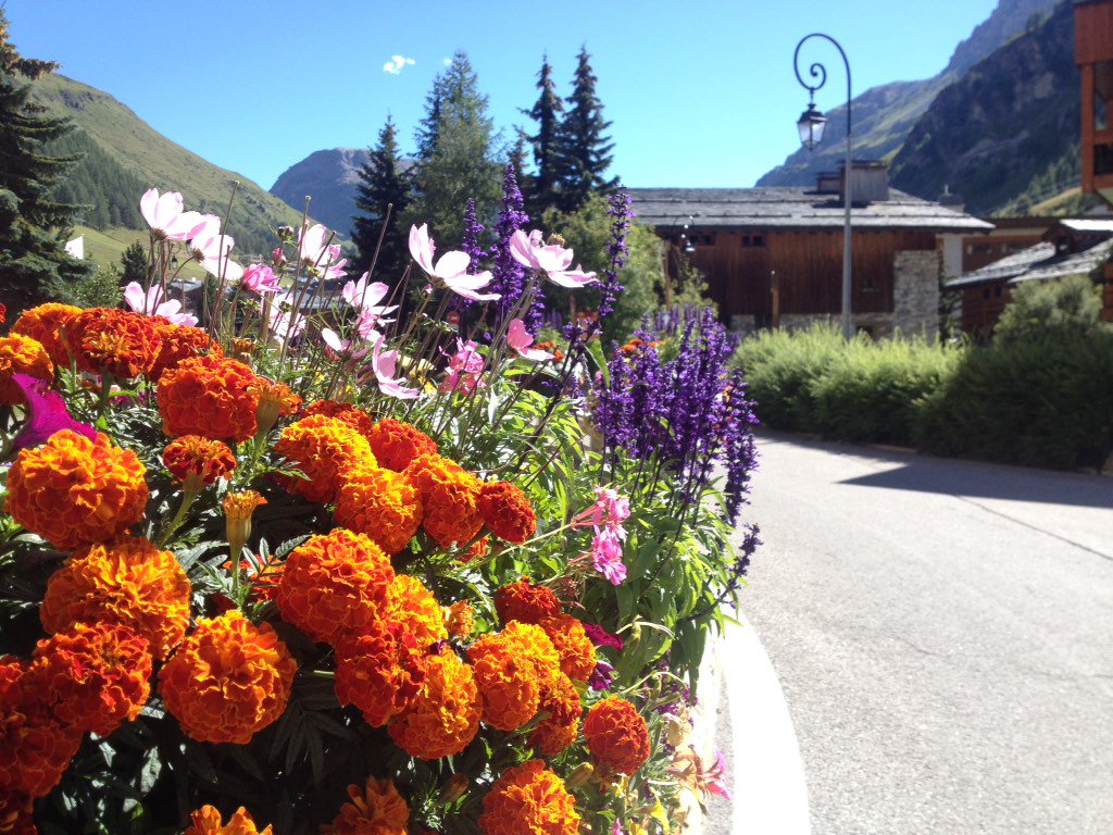 DHgardening's tweet photo. @valdisere in bloom! Fabulous colours #valdisere #summer #flowers #alps #france #horticulture #alpine #flora. https://t.co/HuNbm26VkE