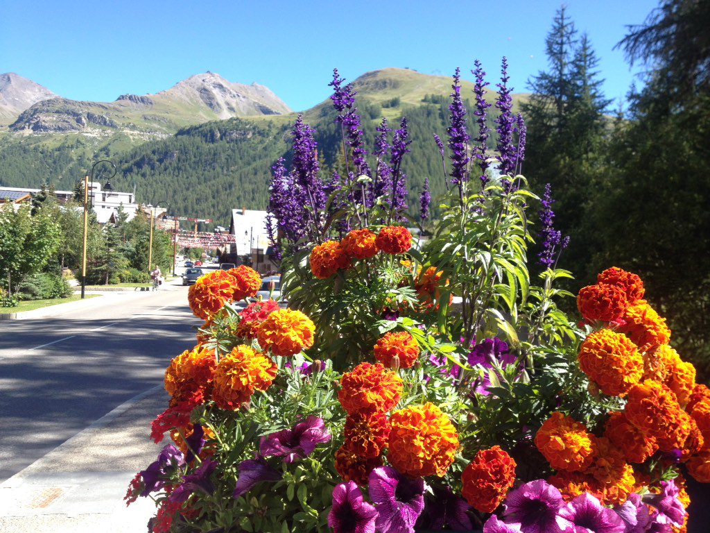 DHgardening's tweet photo. @valdisere in bloom! Fabulous colours #valdisere #summer #flowers #alps #france #horticulture #alpine #flora. https://t.co/HuNbm26VkE