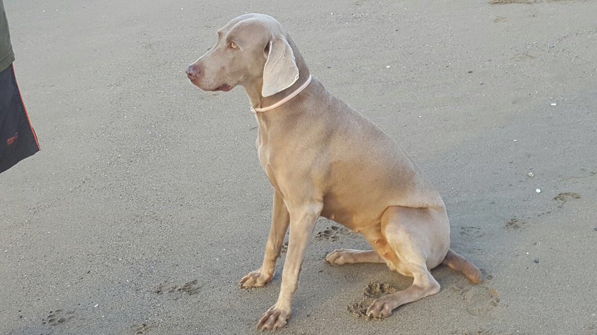 protemalaga's tweet photo. PERDIDA! Día 11/9 en la zona de la Misericordia.Se llama Luna.Si la ven llamen al 635236392 o llévenla a la prote.RT https://t.co/pmQQgpkFjt
