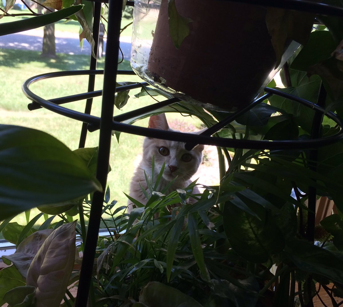 KittyGracey's tweet photo. Butters is a jungle tiger kitten. https://t.co/Ob1ffm4AoG