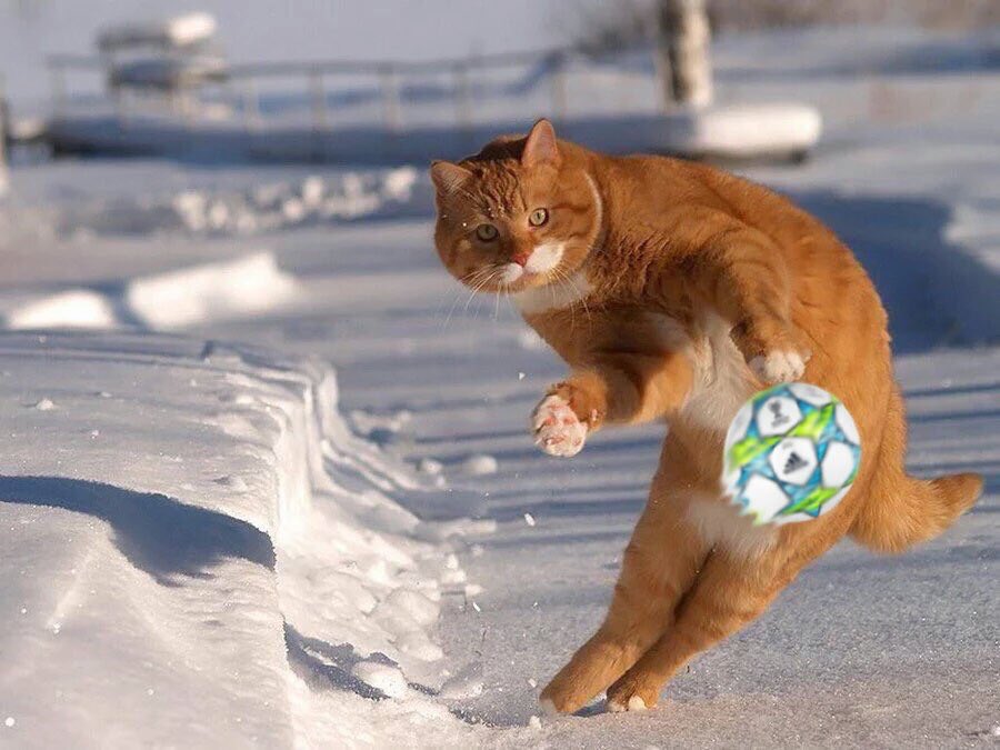 TheCatinho's tweet photo. Catinho hitting the sweetest free-kick of all time https://t.co/EvREv4NbD9