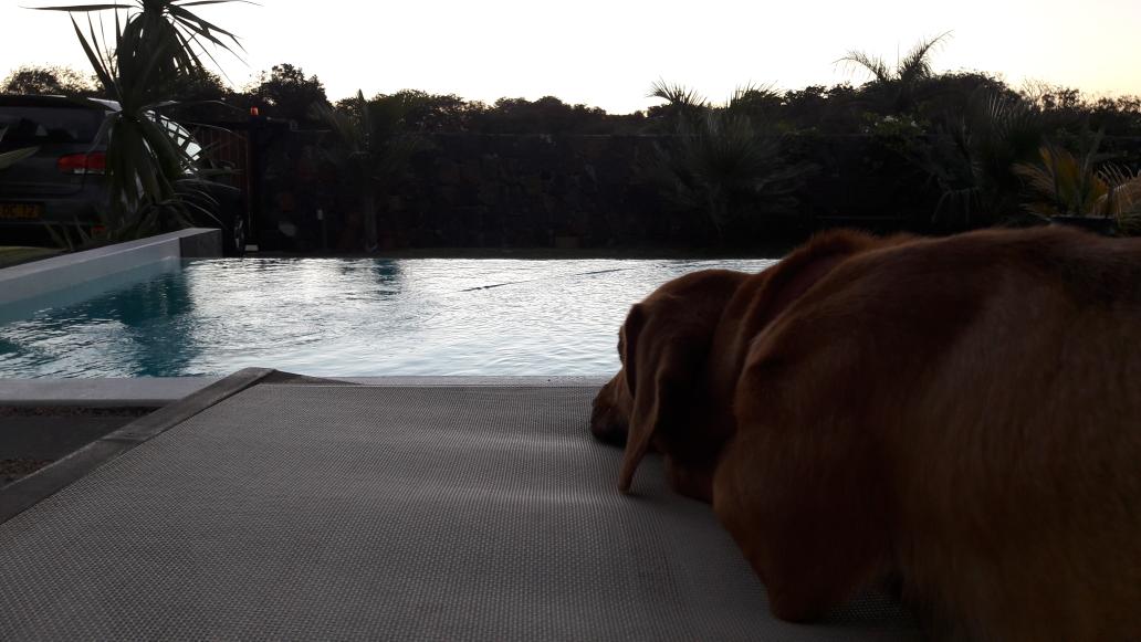 kvolizu's tweet photo. #daschund having a #break! https://t.co/Kjr7lMpgba