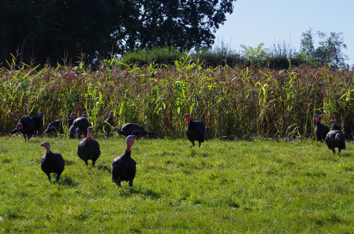 hollinroot's tweet photo. Hollin Root Farm Free Range Bronze Turkeys enjoying the cover crop.   @TimeForTurkey https://t.co/DA65Y48hyZ