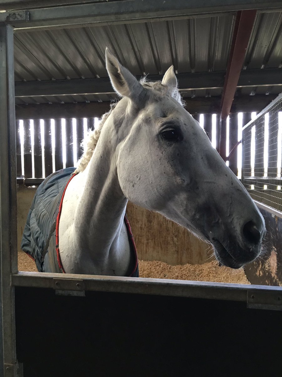 Blue_Bajan's tweet photo. Great to see the #CheltenhamFestivalWinner Al Ferof trained by @Dannskelton at Claire Dyson's open day! #AlFerof ๐๐ https://t.co/wLVmW2VCGJ
