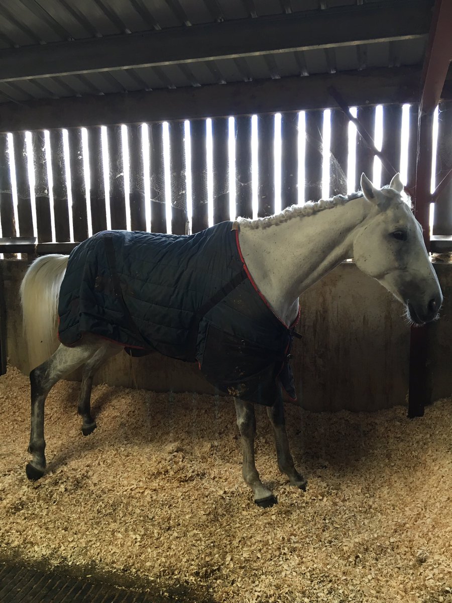 Blue_Bajan's tweet photo. Great to see the #CheltenhamFestivalWinner Al Ferof trained by @Dannskelton at Claire Dyson's open day! #AlFerof ๐๐ https://t.co/wLVmW2VCGJ