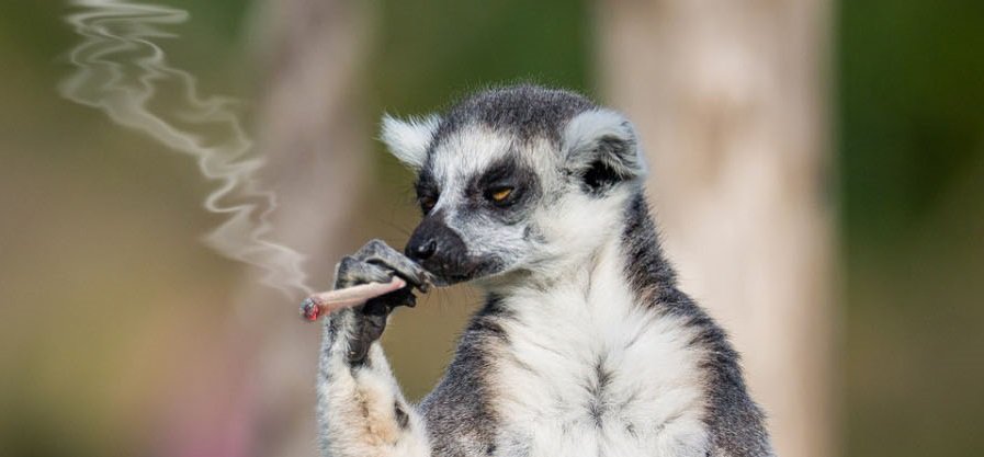 mcavoy as animals (@mcavoyasanimals) on Twitter photo 