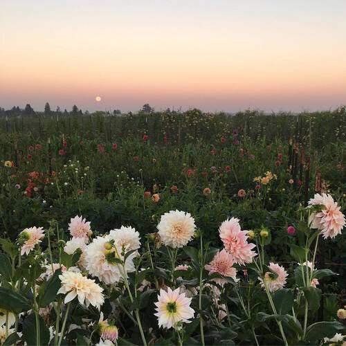 artofthesouI's tweet photo. Magdalena Frackowiak is Persephone, goddess of springtime, flowers and the underworld. https://t.co/OKWPxCebMN