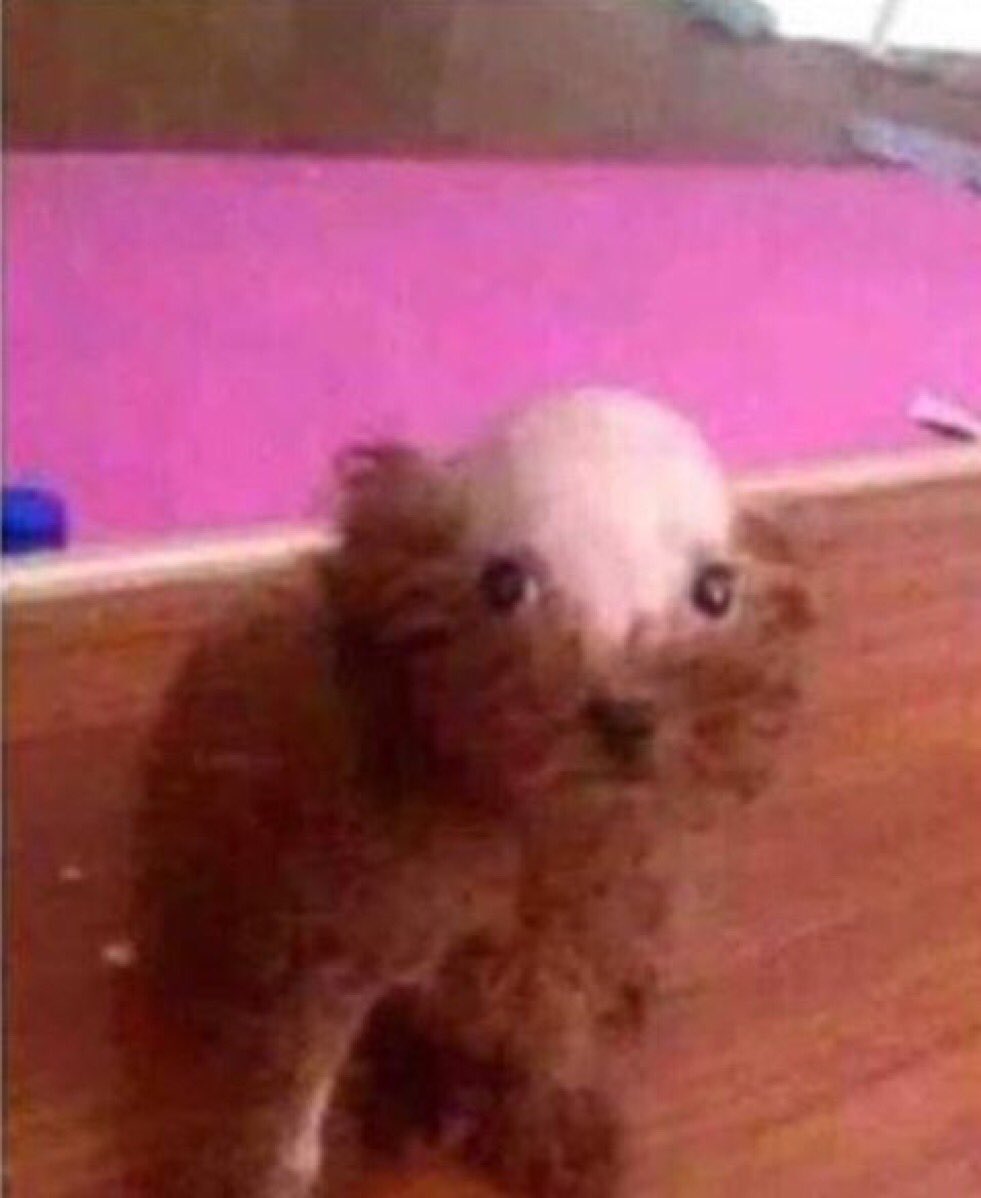 PullingASyd's tweet photo. Lesson 121: Shaving your hamsters head for no reason #animalabuse #pullingasyd https://t.co/8SNh564AS9
