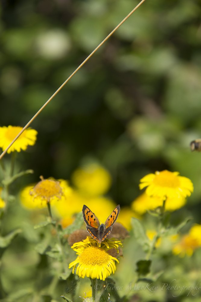 FiMackay's tweet photo. Small Copper #Butterfly basking in the late summer sun on a #commonFleabane #wildflowers #sometimesitsthesmallstuff https://t.co/FsW8aLMAHm