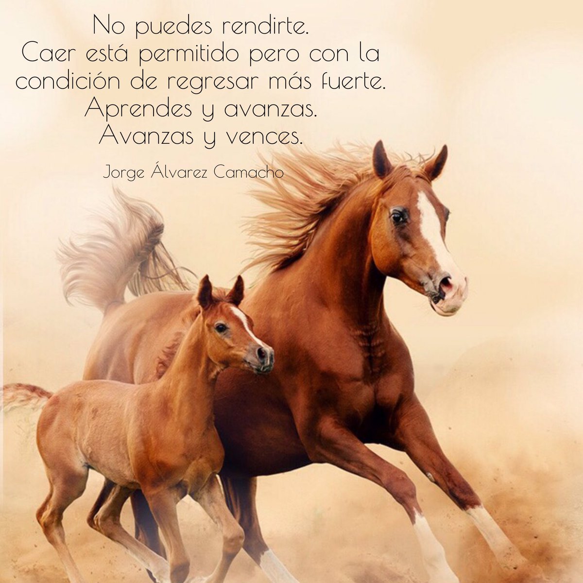 JorgeAlvarezCa's tweet photo. No puedes rendirte https://t.co/D4t2gCHUPp