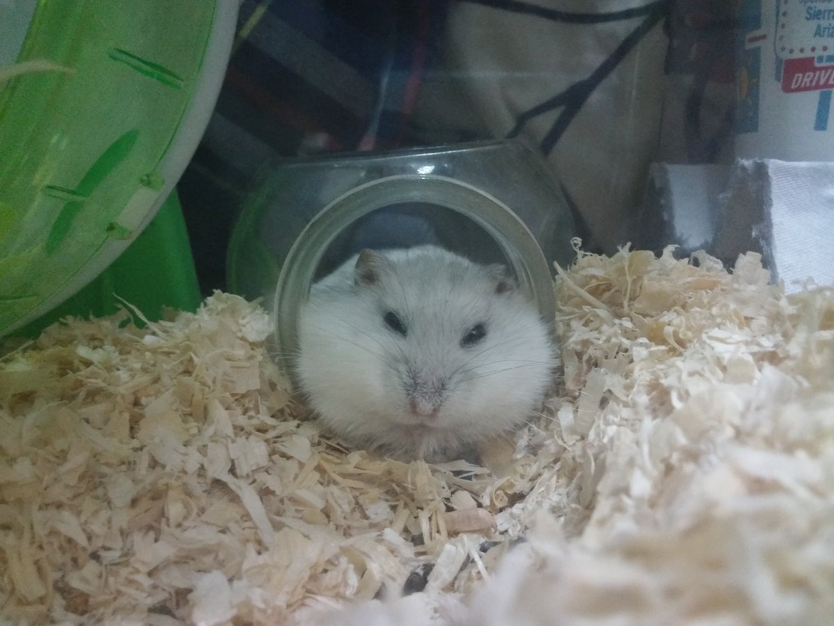 かっわいい ジャンガリアンハムスター 118匹目 無断転載禁止 C 2ch Net