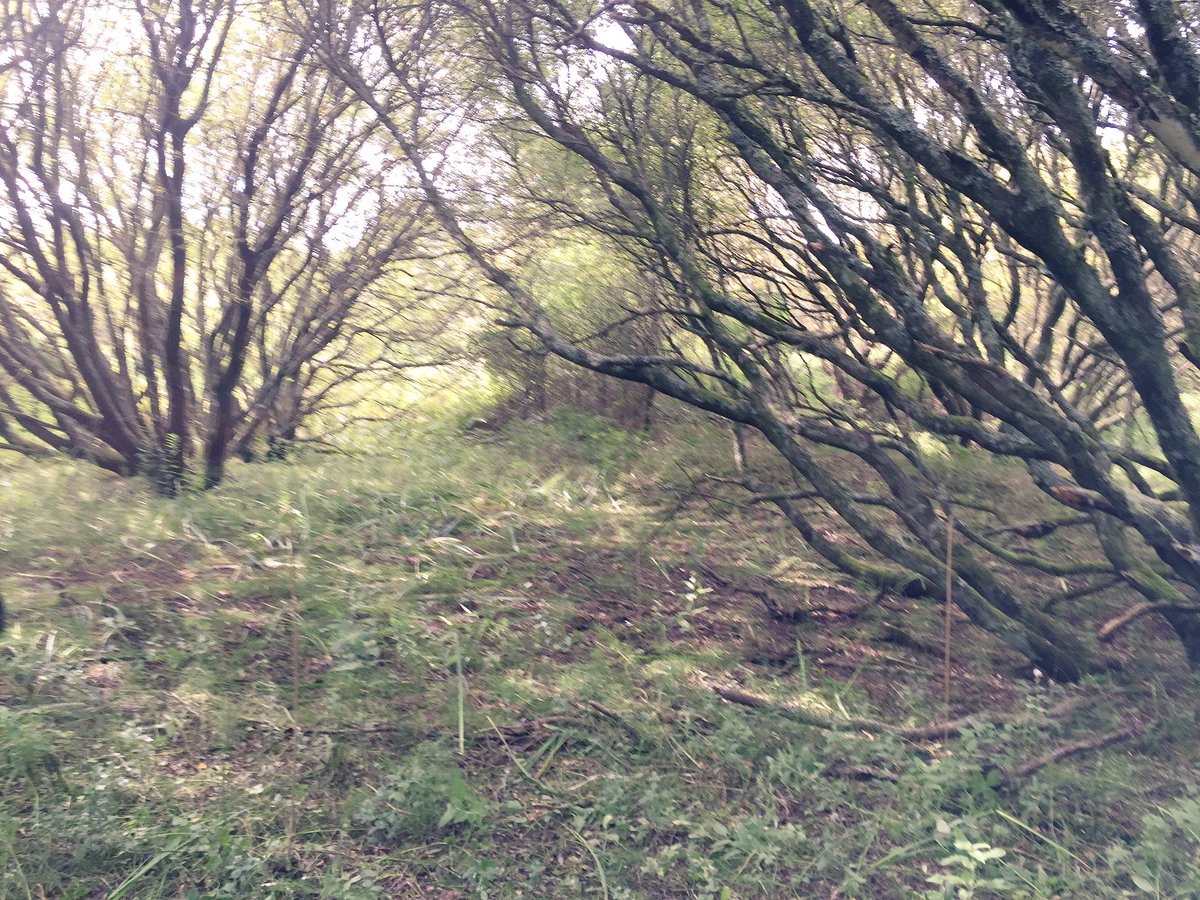 JordanCuff's tweet image. Nice afternoon setting pitfall traps at Kenfig Nature Reserve for undergrad #ResearchTechniques Carabid ID!
