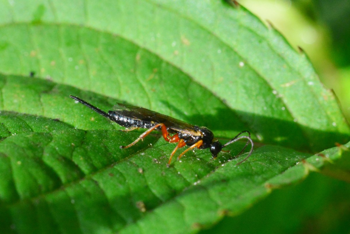 Dasypoda77's tweet photo. Looking for the next host #parasiticwasps #Pimplinae @bwars2000 @NBNTrust @BroadGavin @Buzz_dont_tweet @StevenFalk1 https://t.co/WRbYiW2Xi0