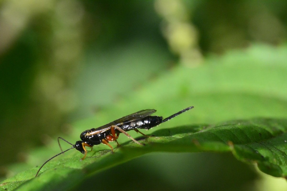 Dasypoda77's tweet photo. Looking for the next host #parasiticwasps #Pimplinae @bwars2000 @NBNTrust @BroadGavin @Buzz_dont_tweet @StevenFalk1 https://t.co/WRbYiW2Xi0