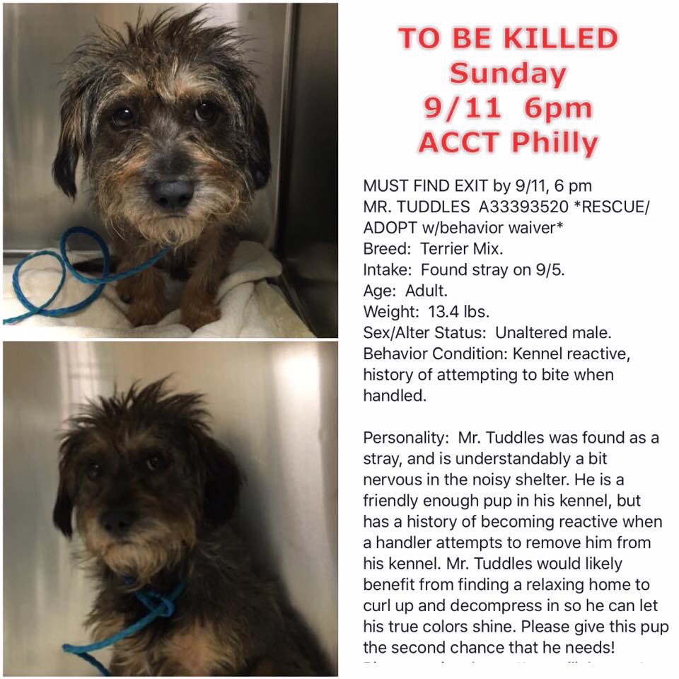 TinyPawsResQ's tweet photo. Since we are BANNED from pulling the dogs that so desperately need us @ACCTPhilly PLEASE help us share Mr. Tuddles! https://t.co/UkWF0a5rvf
