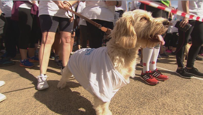 ITVWales's tweet photo. Thousands take part in memory walk in fight against dementia @KTresilian reports: https://t.co/FPCmrkAlFJ https://t.co/KaI9EPqJoC