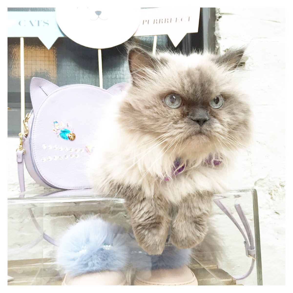 MyBigAppleCity's tweet photo. 1st time partying with @rukasthecat for the @patriciachangny &amp; @JosefinasPt collab 💖😺 #hazelcat #nyfw #fbloggers https://t.co/jwS3qlLYof