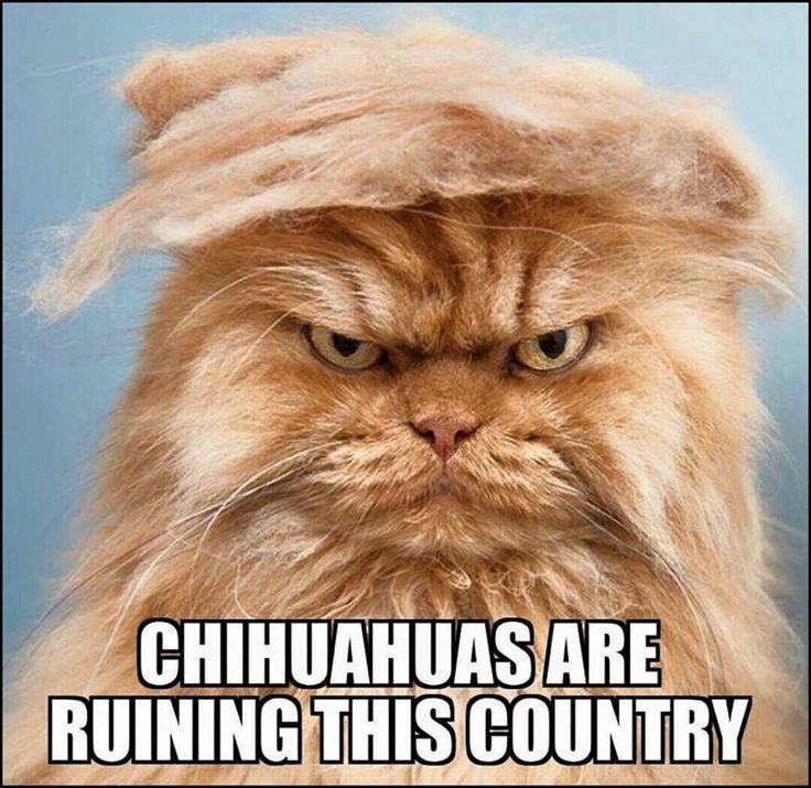 ellelljaytoo's tweet photo. #TrumpsCat is hatin' on....well...probably everyone...give him time...#ButICanStillTag!
Skeet Skeet
@KeshaTedder https://t.co/DgsrvM6nXi