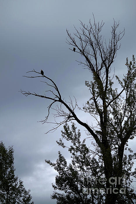 Victork1001's tweet photo. Storm Looming by Victor K https://t.co/pg6SuSFni2 #Bald_Eagles #Eagles #trees #storm_clouds #nature #scenic #art https://t.co/CYzace6Br0