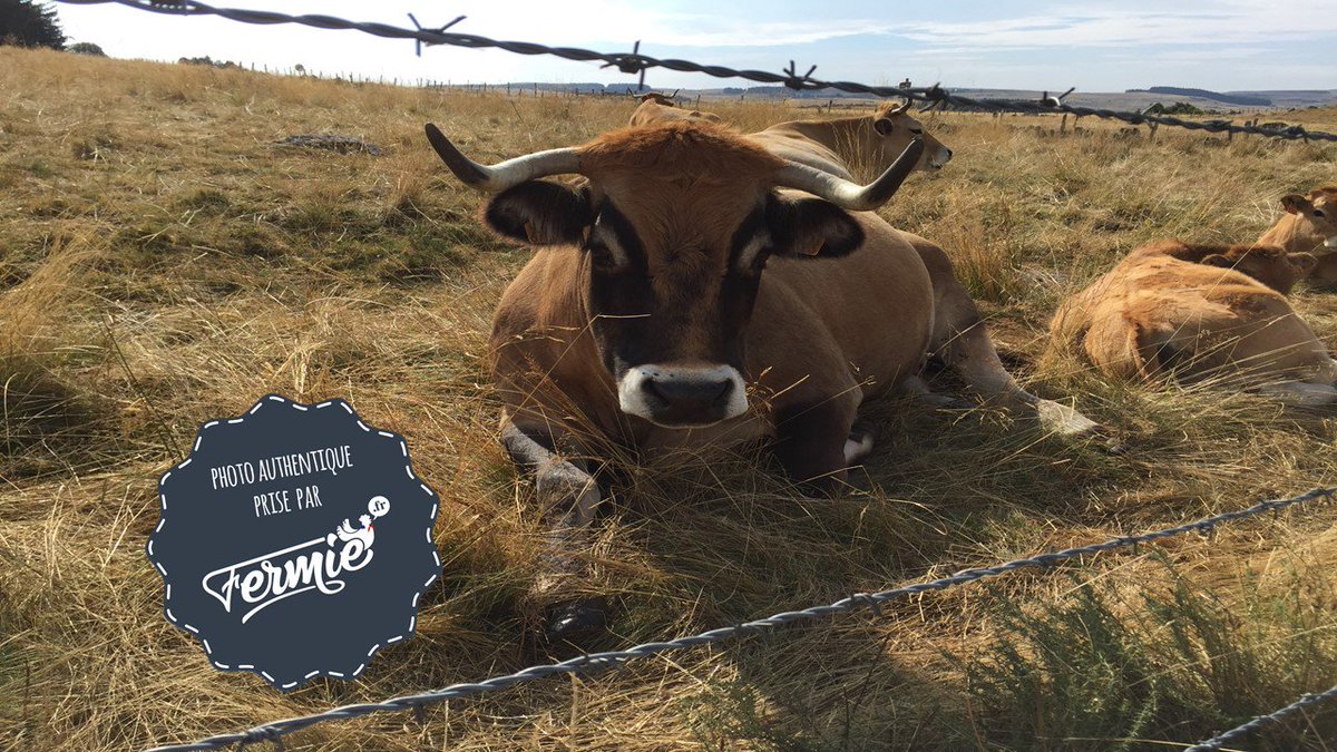 FermieRAA's tweet photo. Bonne fin de week-end les twittos ! #FERMIE #viande #Aubrac #food #lyon #startup #entrepreneur https://t.co/xOf6sokexj