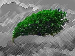 'Strength is not being rigid, flexibility will often see you through. A tree that bends with the wind will last.'