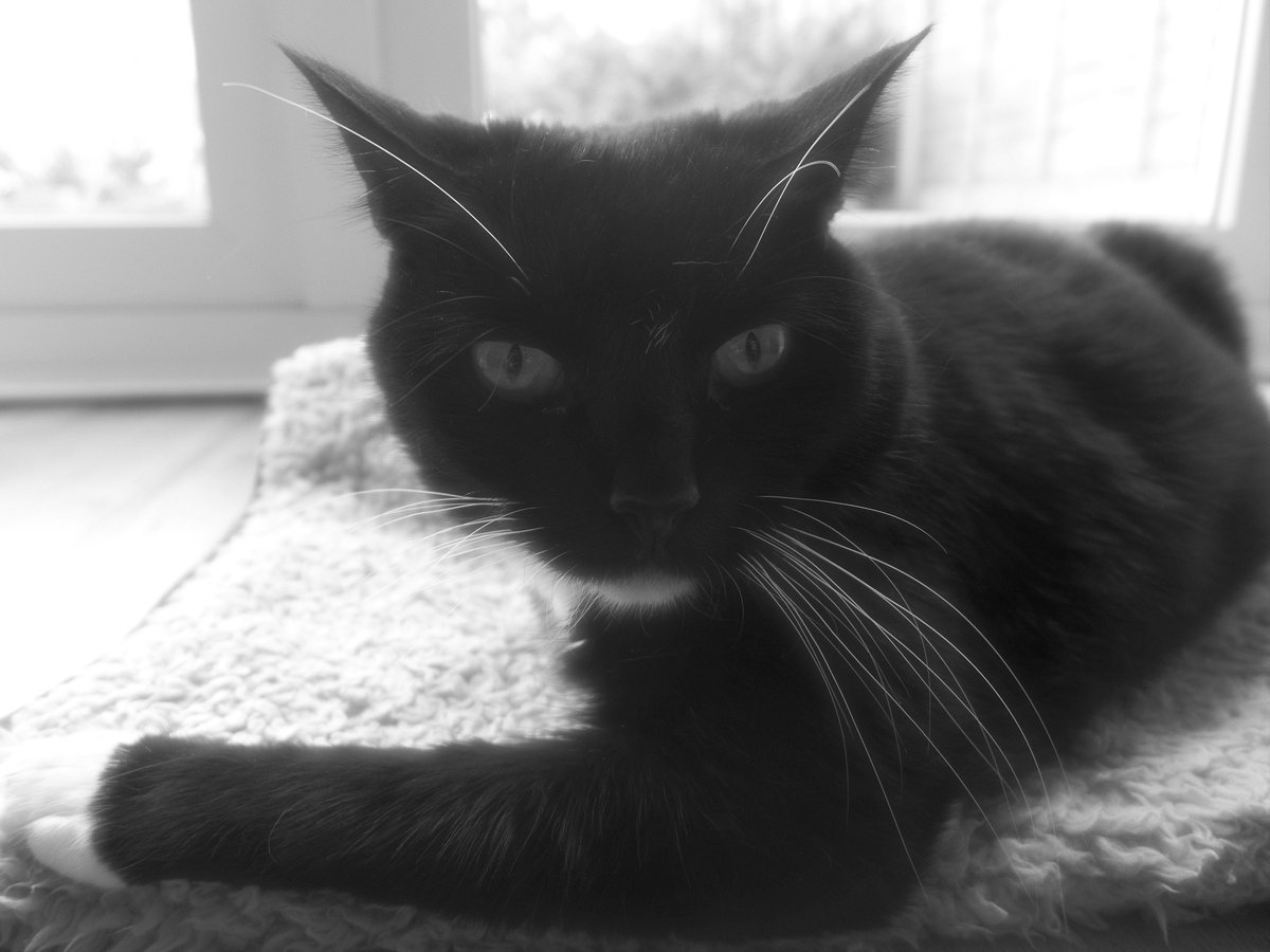 nikki_paton's tweet photo. Been #familiarizing myself with my #camera:)
#blackandwhite #photos #cats #flowers #portrait #cutecat #passionflower https://t.co/Th1W4k8pnc