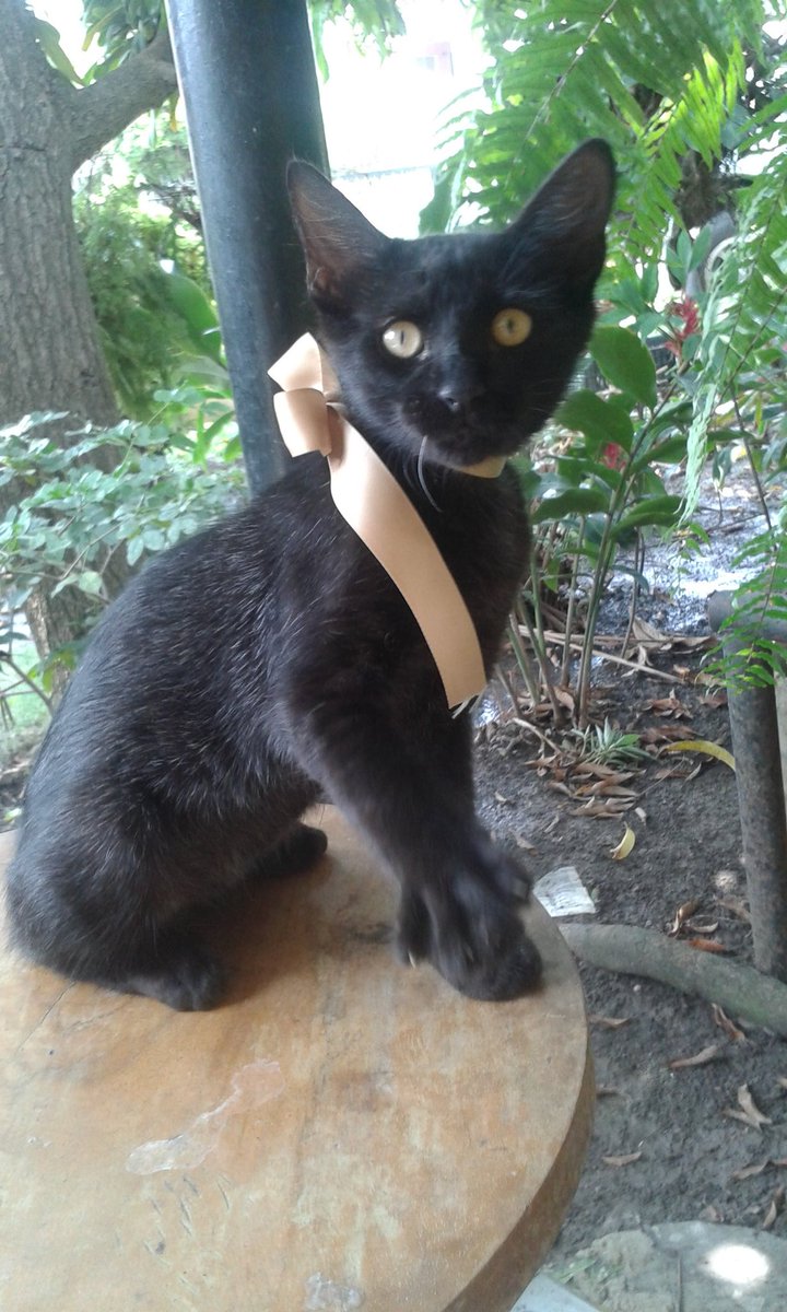 vir_jm's tweet photo. #fruncio sigue buscando un hogar en donde lo amen. 4meses, desparasitado, acostumbrado al baño y caja de arena ♥ https://t.co/eBtNiGzmgp