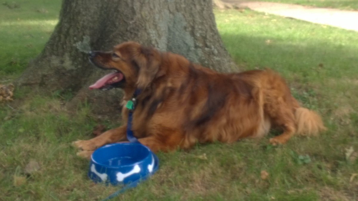 Patti_Lawson's tweet photo. Dogs need to walk, but Smart Pet Parents make sure to have water! #RustyMom #Responsiblepetparents #dogwalk #Rover https://t.co/u3kLXdwE5o